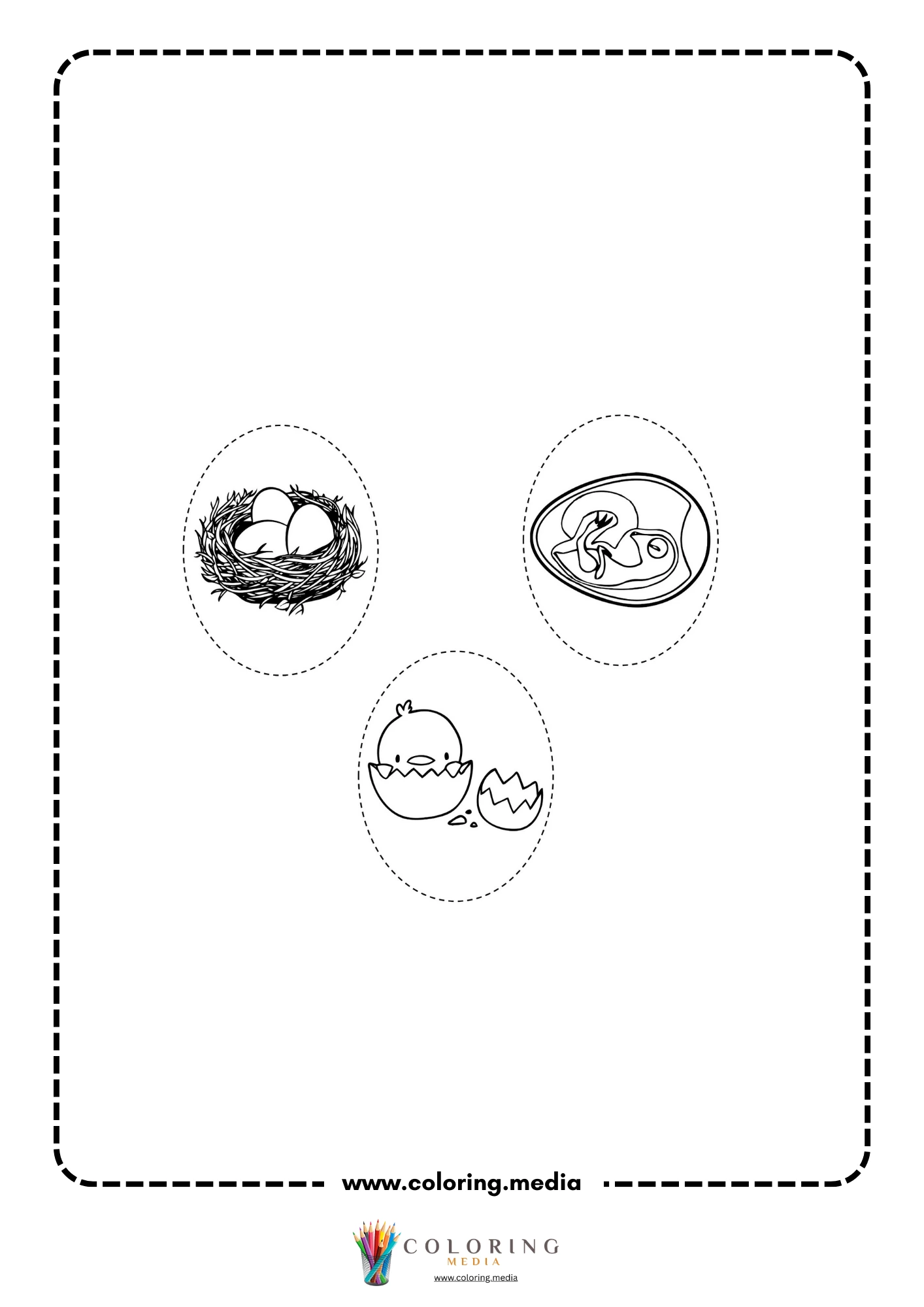 Four-step chicken life cycle chart