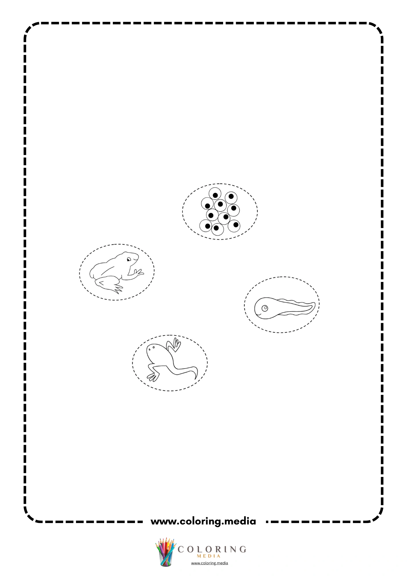 Frog eggs, tadpole, froglet, and frog cutouts
