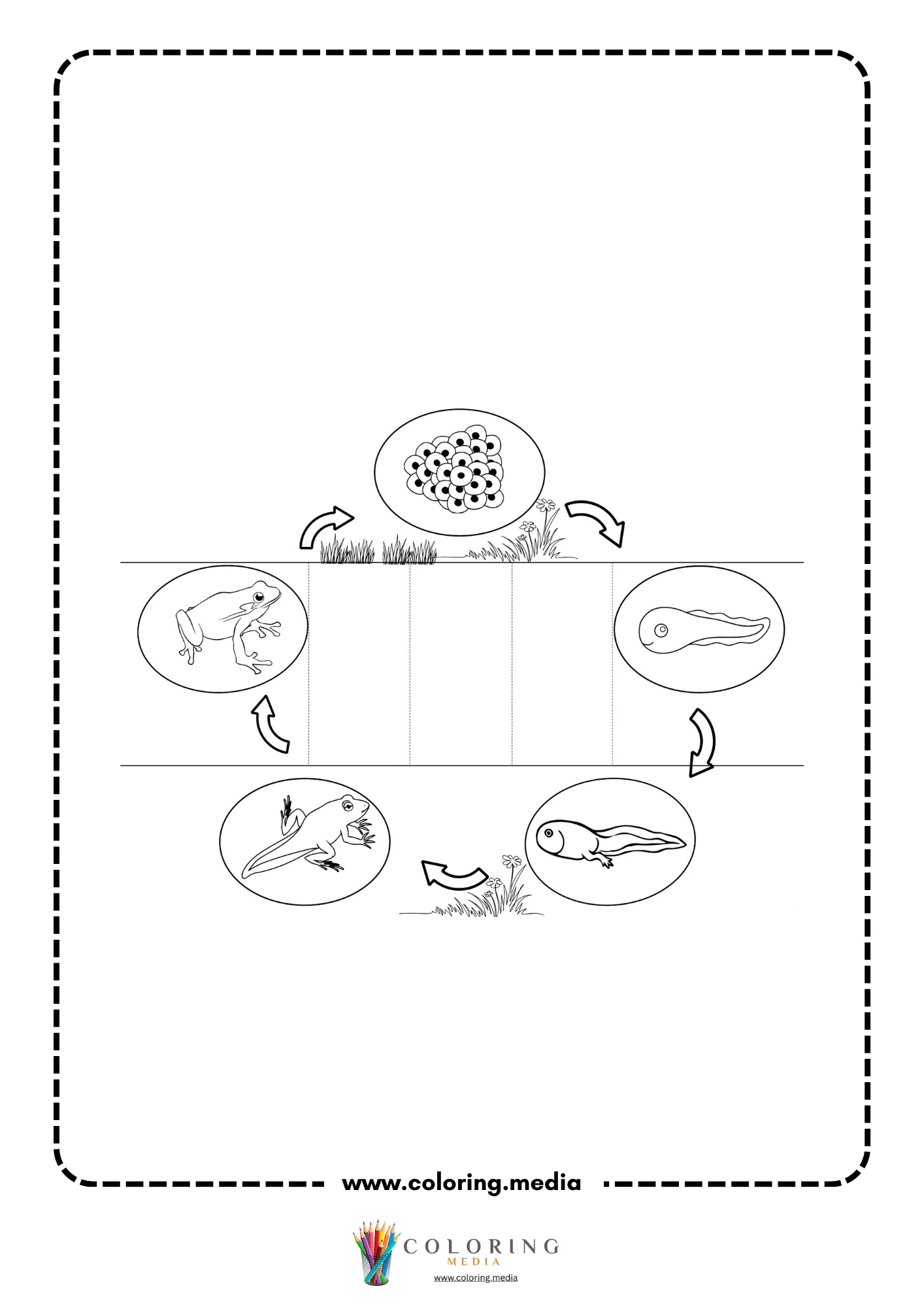 Frog life cycle chart with five stages