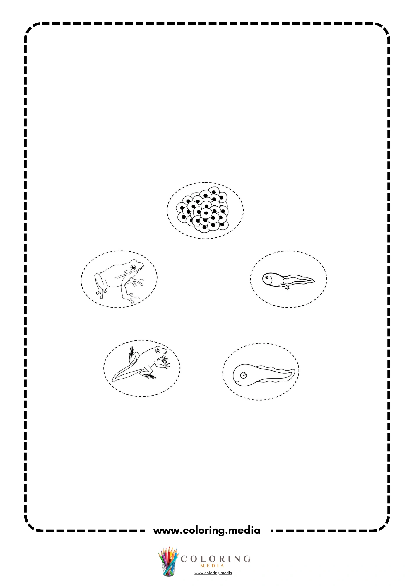Frog eggs, tadpole, froglet, and adult frog