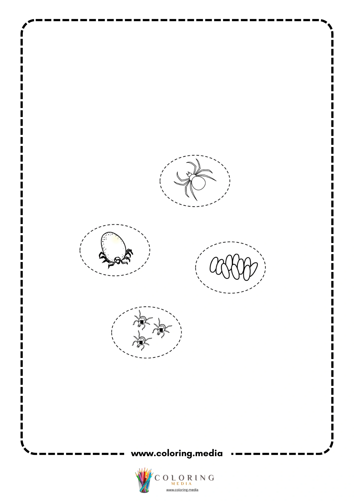 Spider life cycle stages