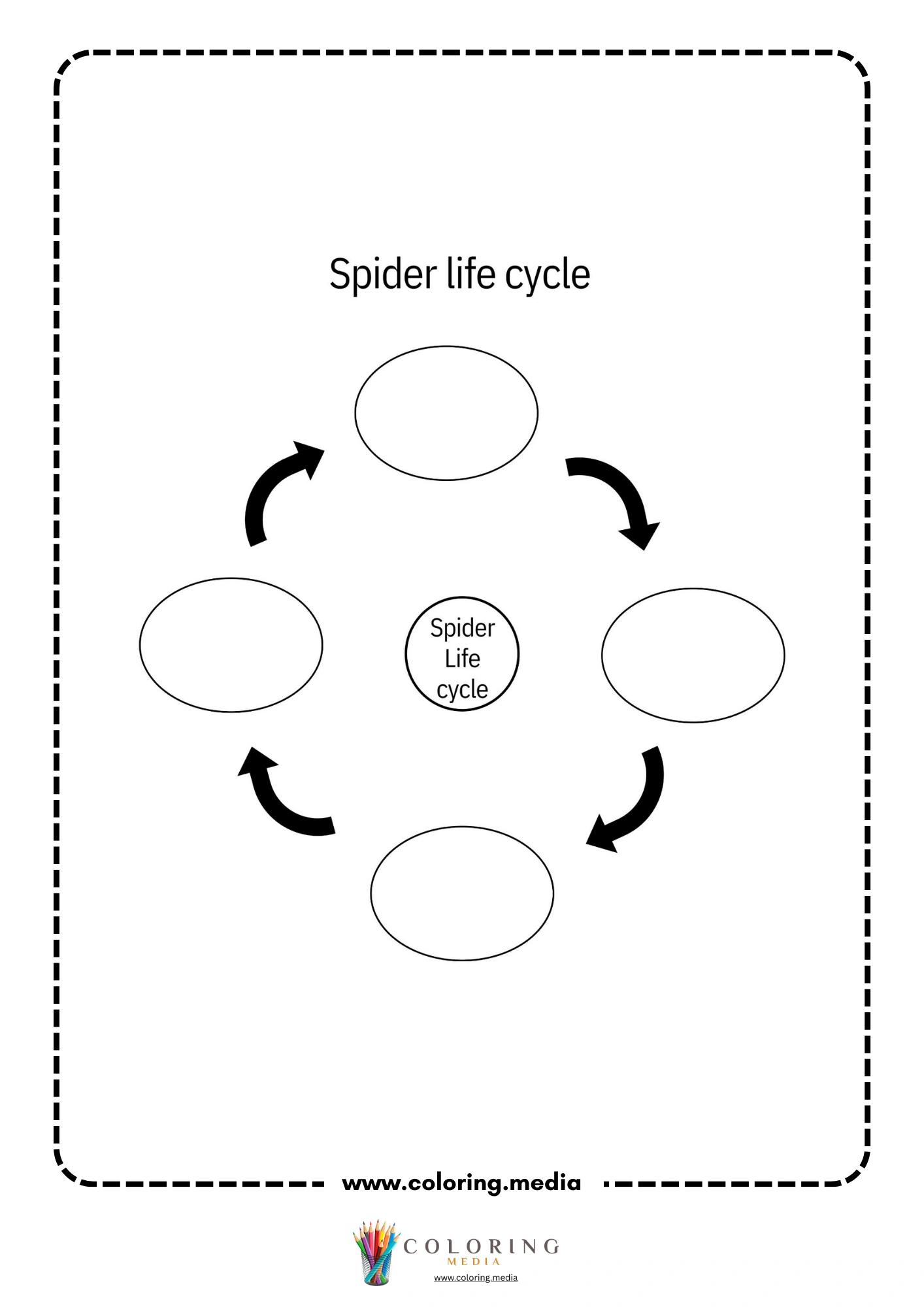 Blank spider life cycle diagram
