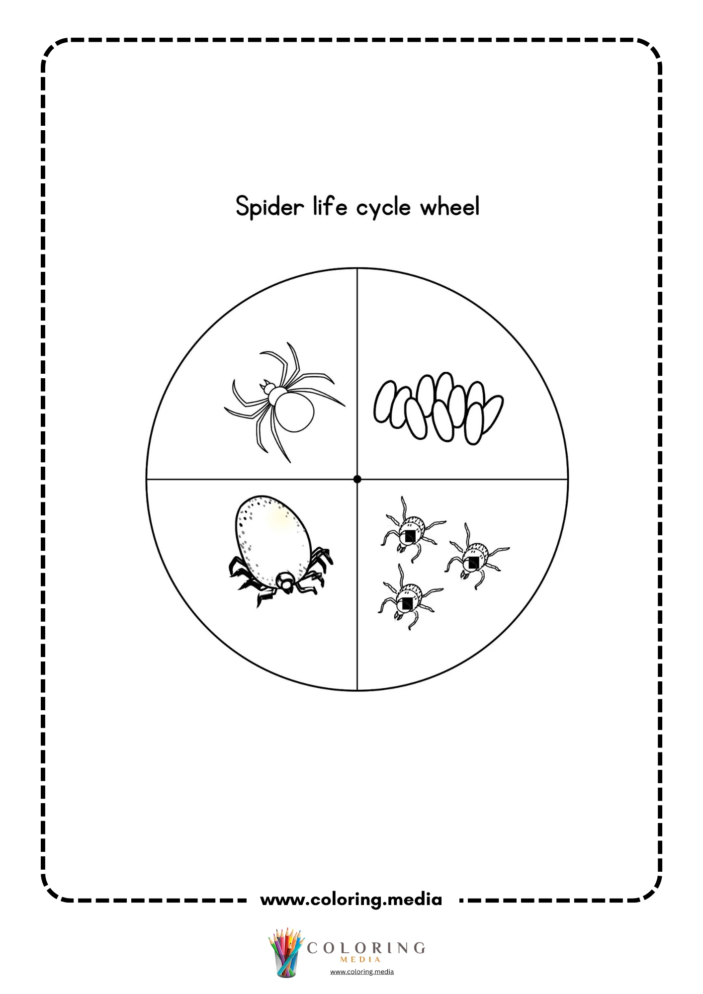 Spider life cycle wheel with stages
