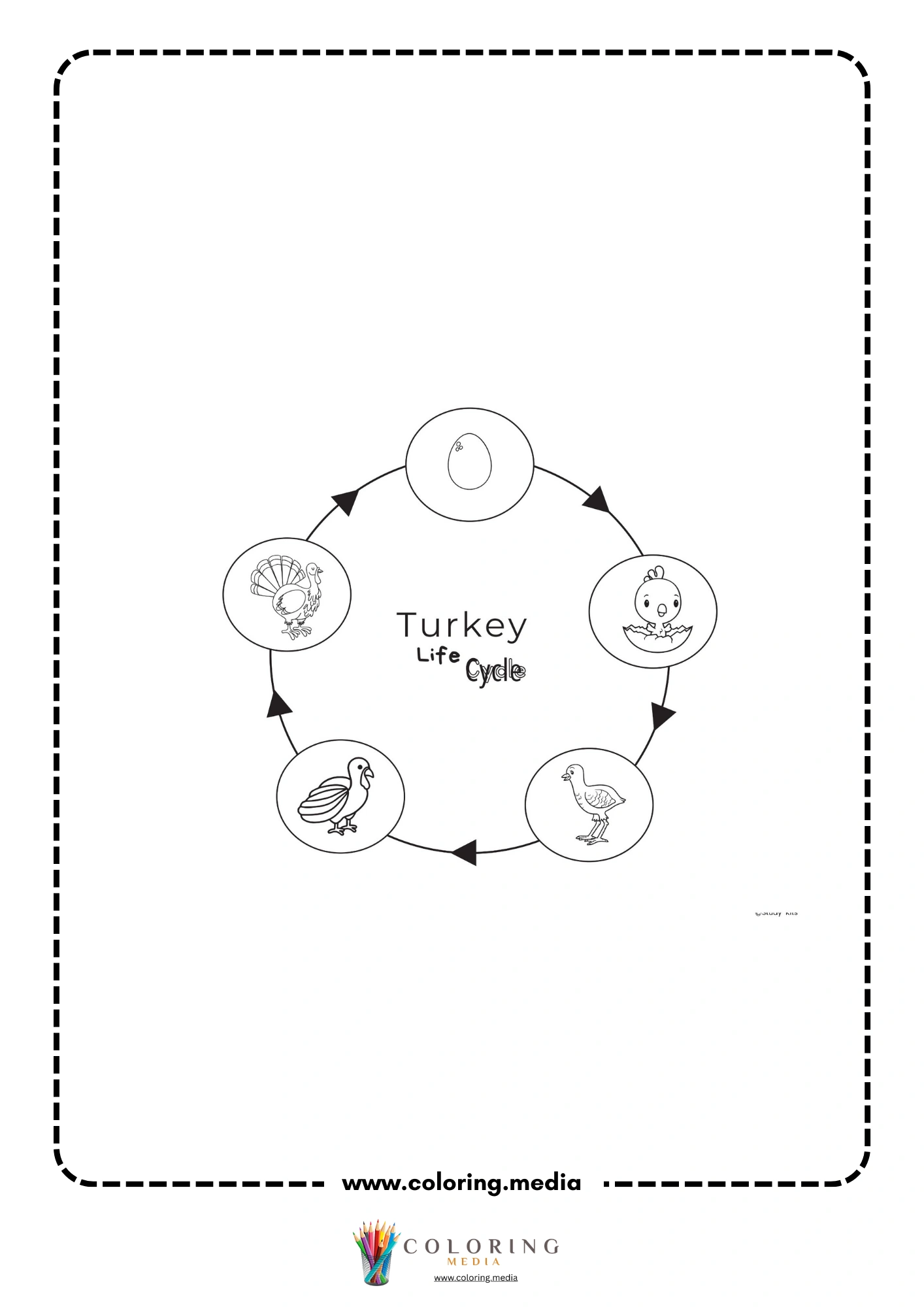 Turkey life cycle chart