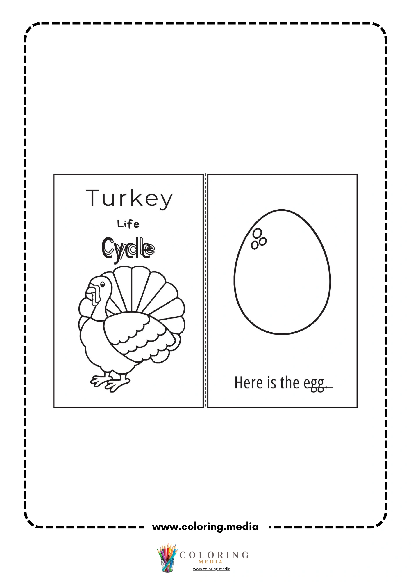 Turkey life cycle picture match