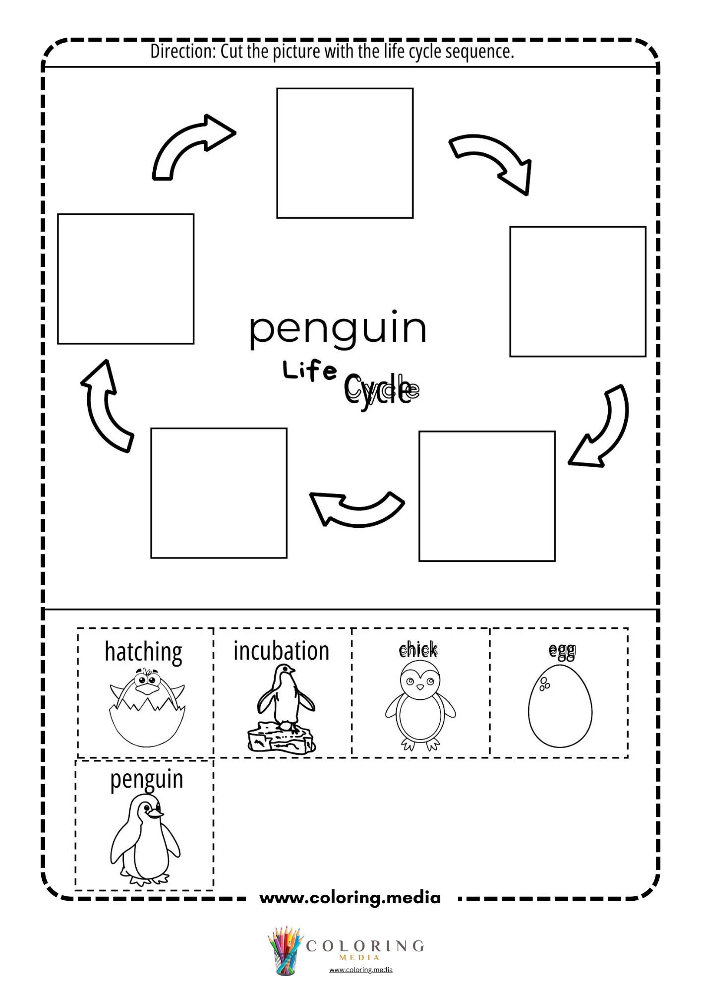 Blank penguin life cycle worksheet